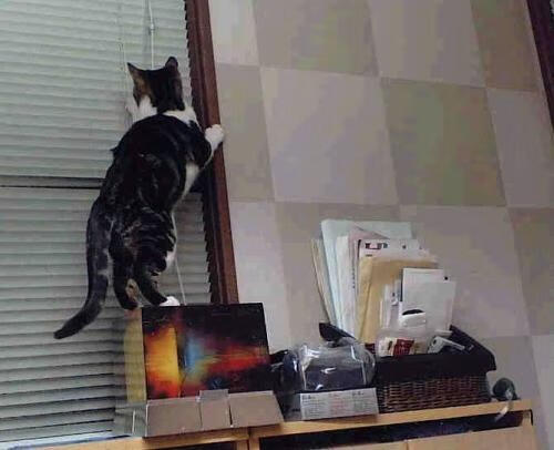 2024年NBA裁判判罚细则：新规则带来哪些变化？，nba裁判14号