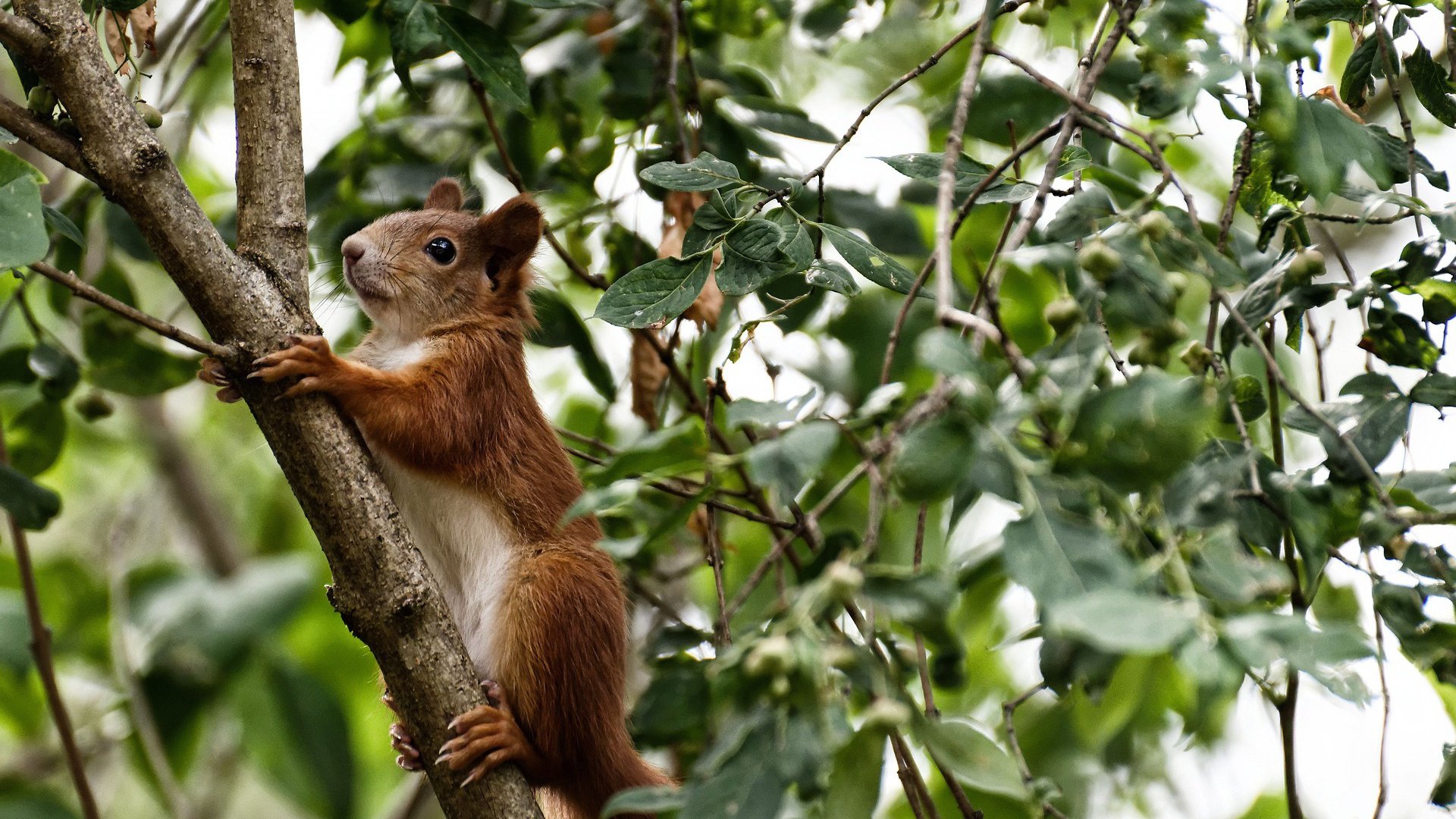 _骑士队青年崛起,逐步成为球队核心_,骑士队的全称