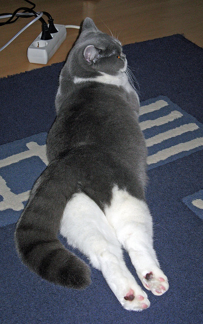 _高原特训赛:在稀薄空气中锻炼身体极限_,高原是空气稀薄还是氧气稀薄