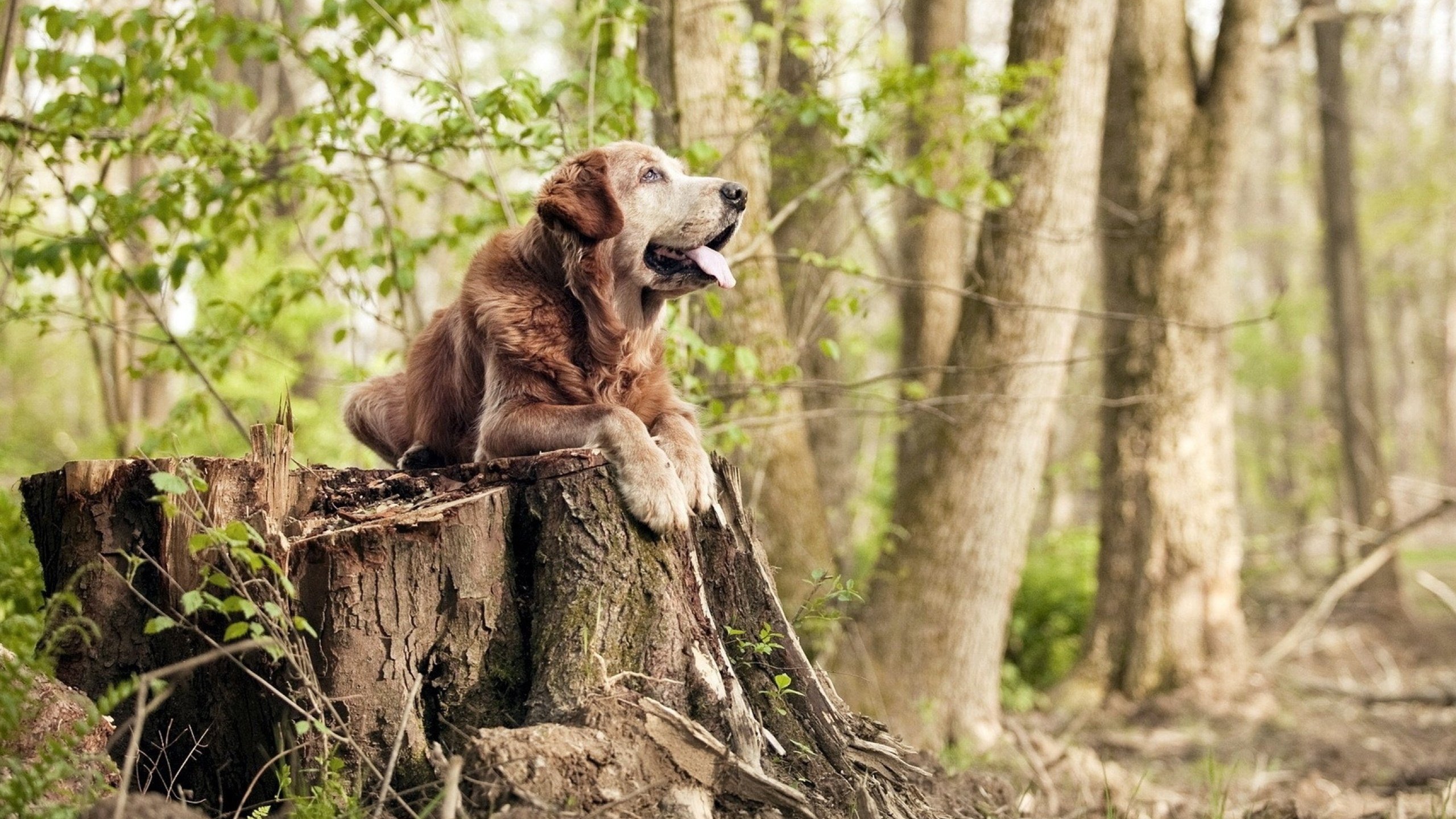 leyu乐鱼-“西甲战场明星迸发，场面复杂绝精彩”，西甲巨星