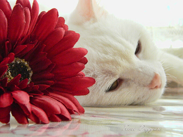 乐鱼电竞在线平台-《Dota 2传奇归来，华丽逆转赢得最高荣耀》，dota2传奇厉害吗