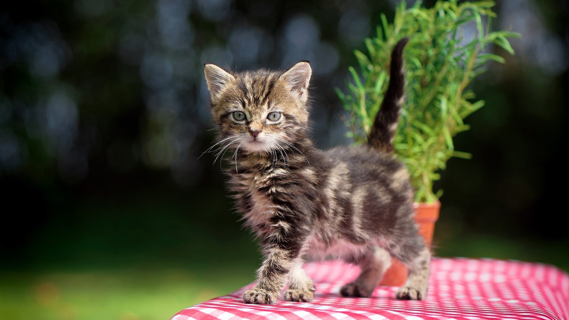 乐鱼娱乐app-【马克·塞尔比】坚守防守原则，赢得比赛的致胜法宝，马克塞尔比练球视频