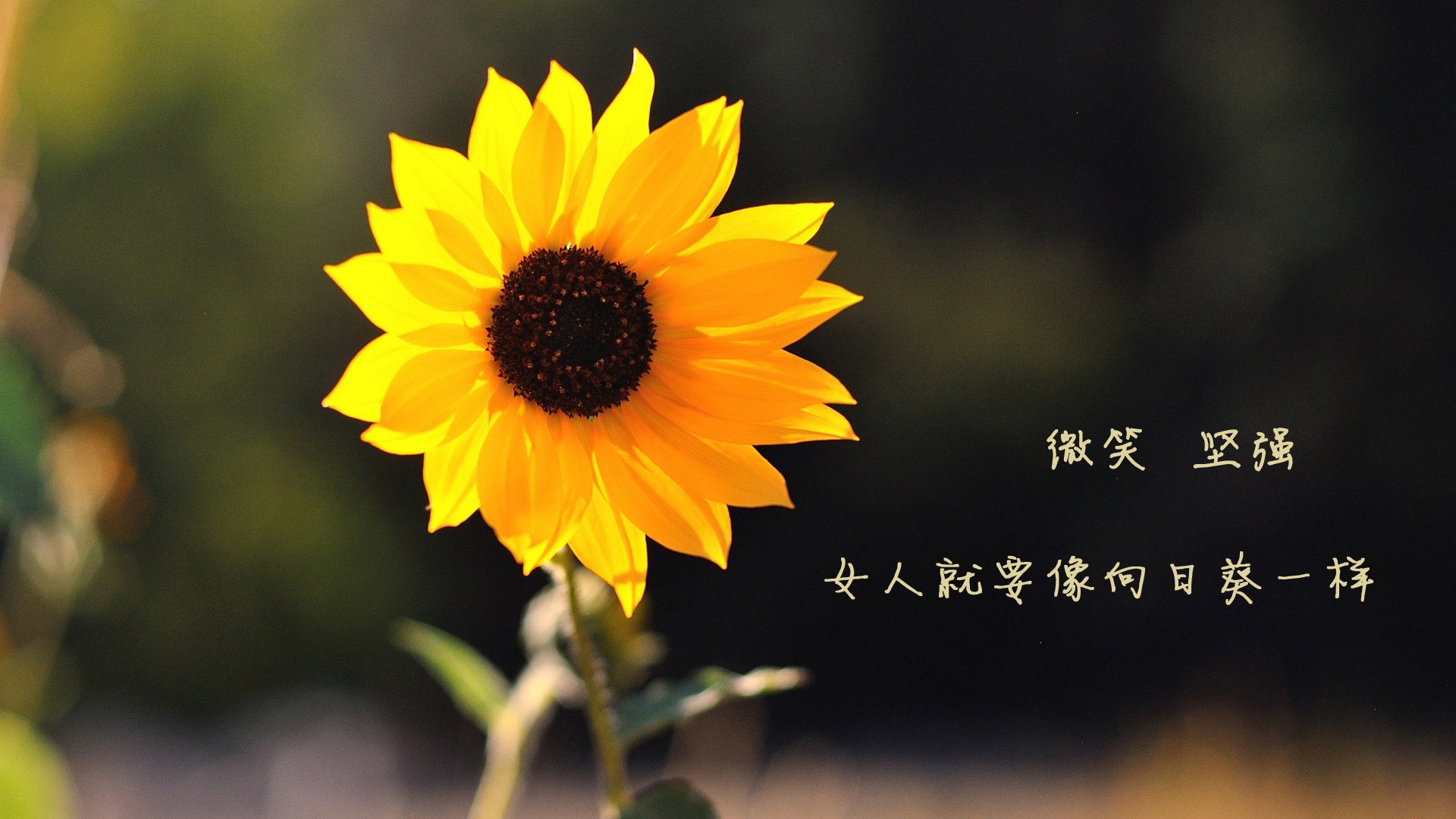 全国滑板优选赛,街头文化中的新宠儿,国内滑板赛事