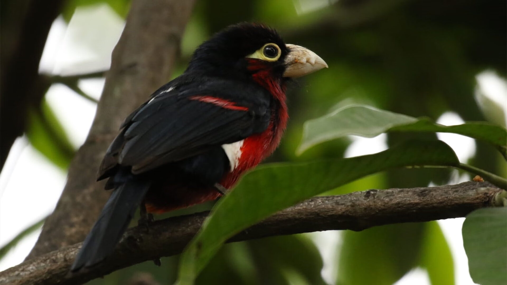 大型森林徒步穿越,探索未知的自然奇境,森林徒步的美言美句