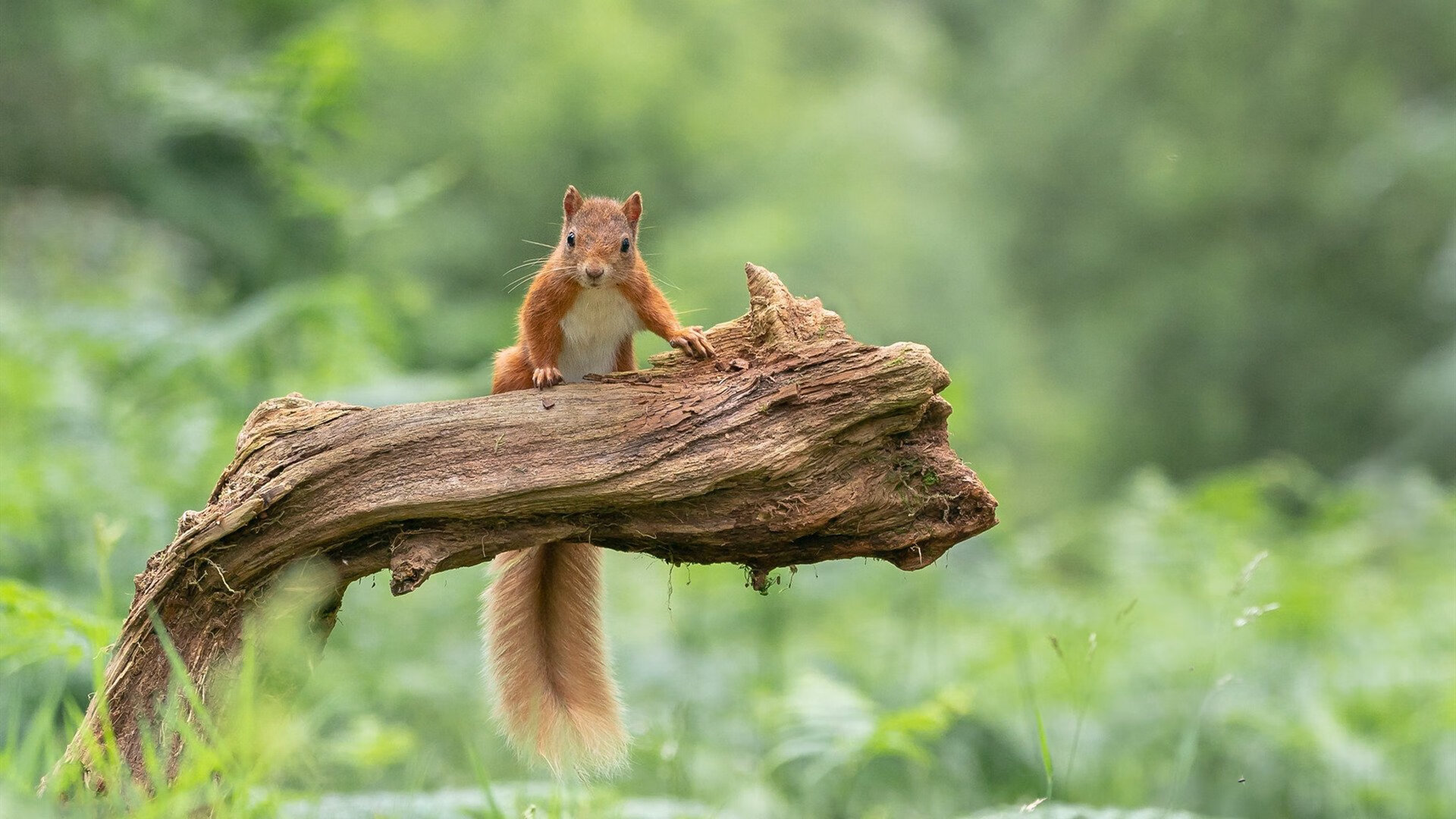 忠实球迷:他们的故事和联盟中的特殊贡献,忠实的球迷还是忠诚的球迷