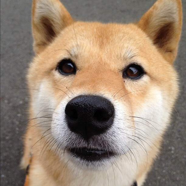 Leyu Sports (乐鱼体育)-北京国安球员赛季表现分析，北京国安球队