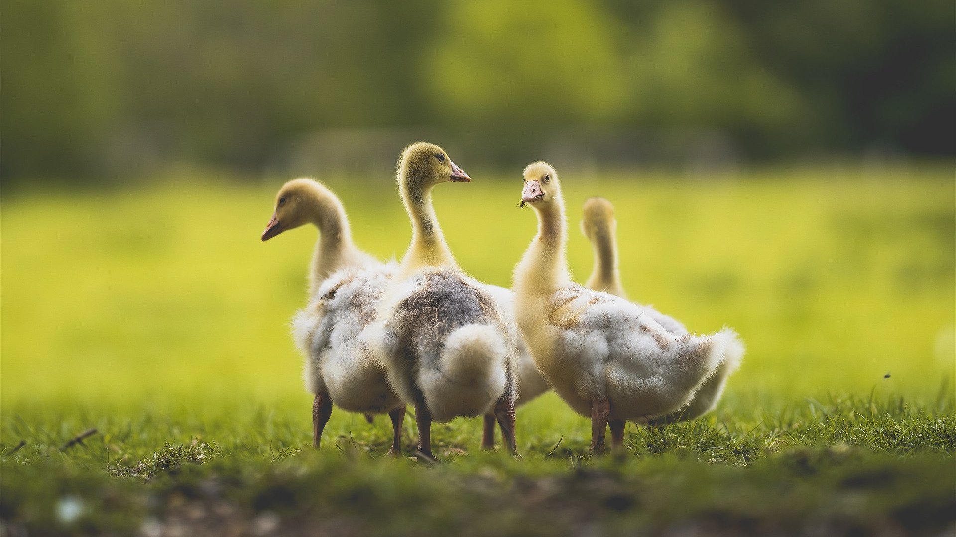 北京国安球员赛季表现分析,北京国安球队