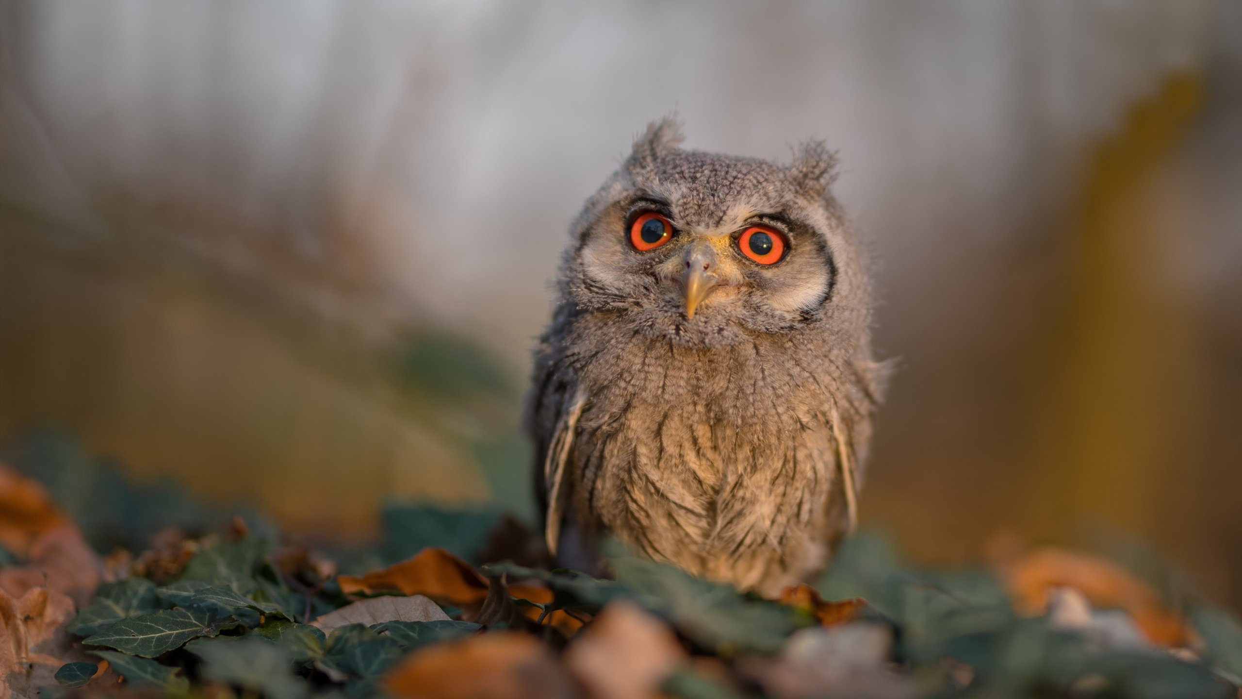 乐鱼电竞在线平台-湖人压哨战胜快船，西部决赛中詹姆斯末节爆发，湖人夺冠詹姆斯发言