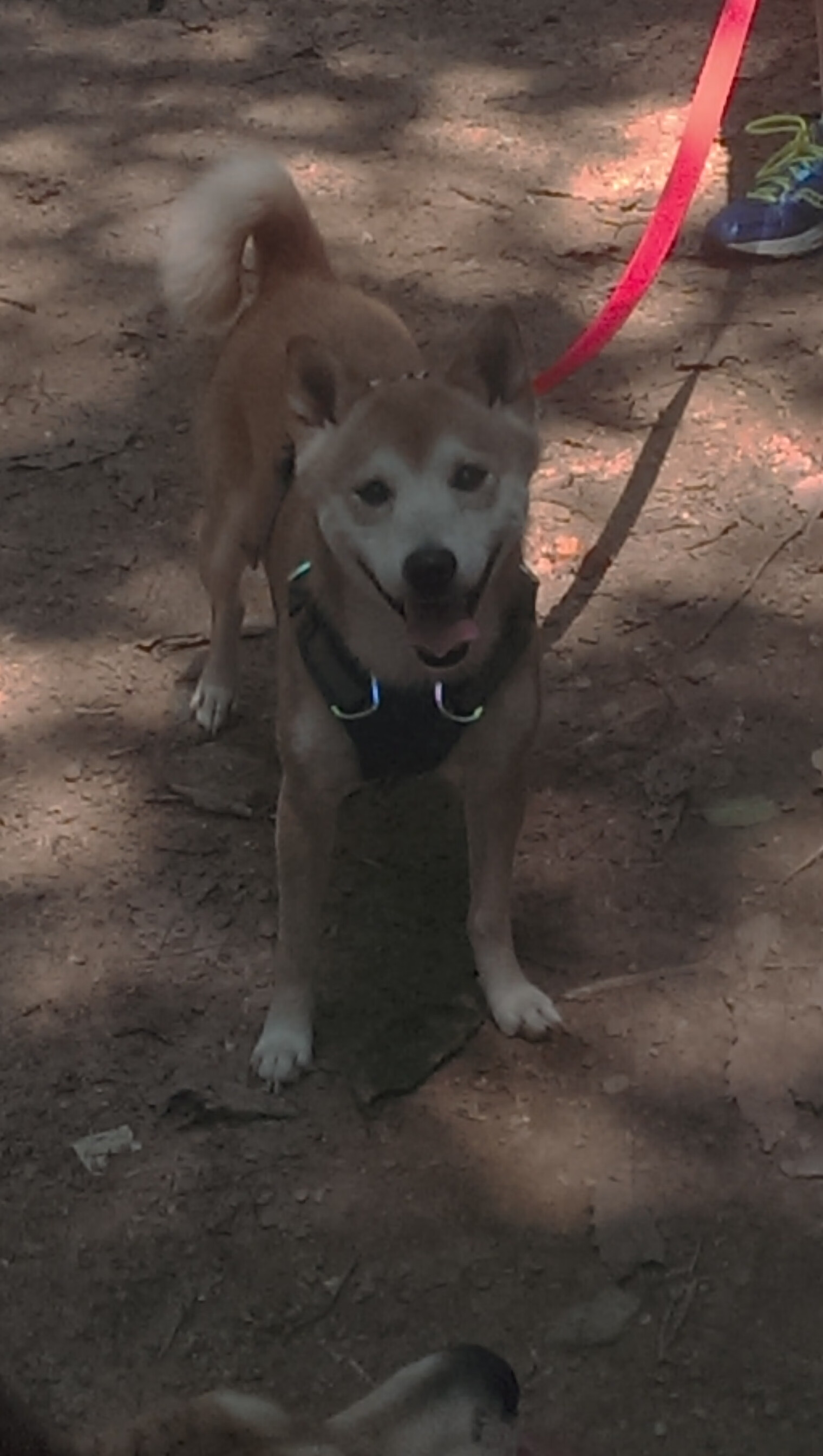 申花大将受伤退场,球队震惊备战