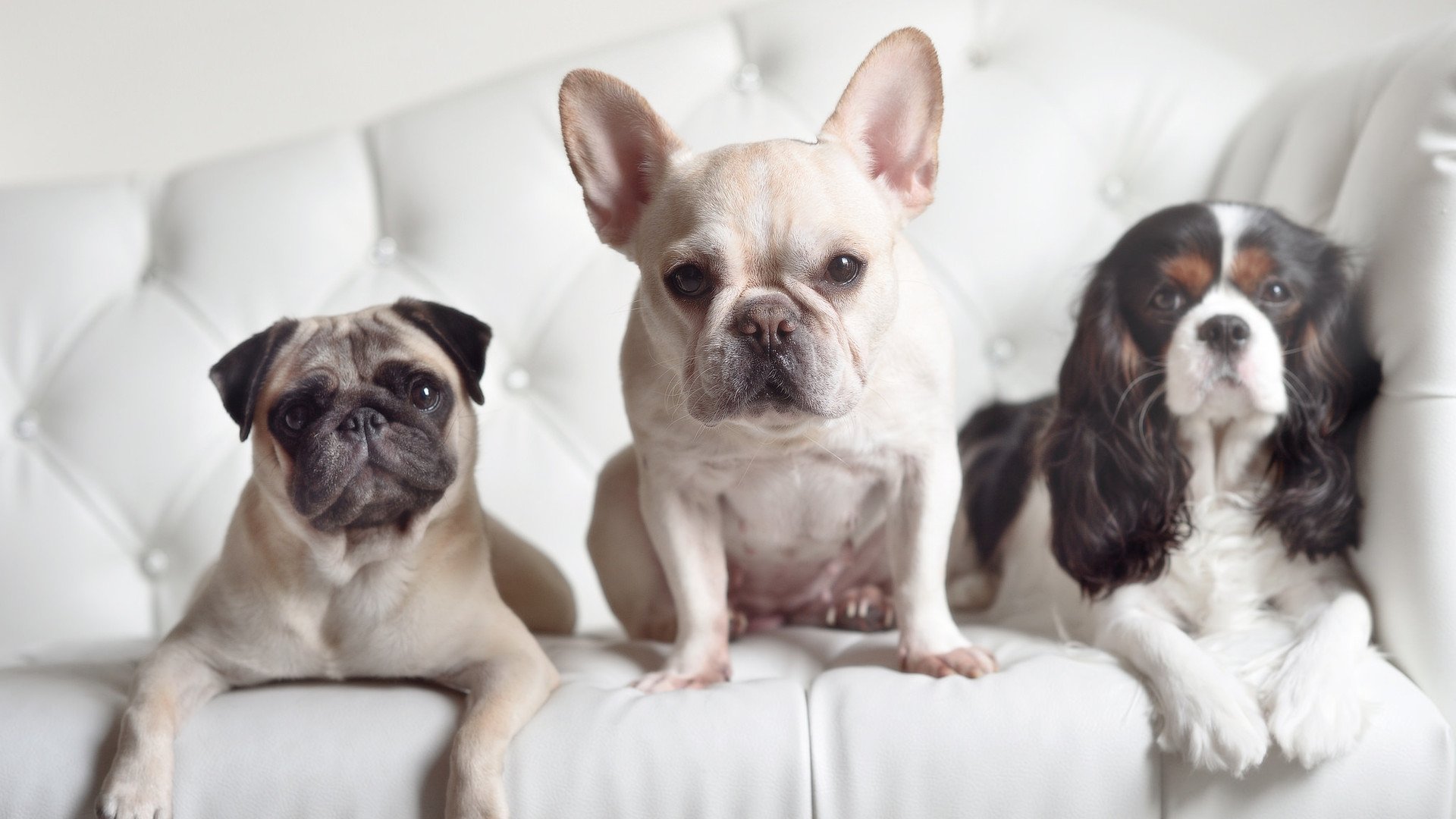 申花客场惜败,遗憾丢掉关键三分,申花 once a blue