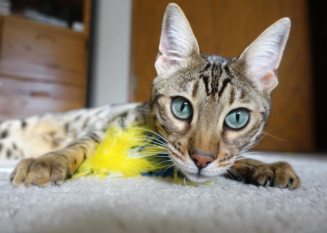 乐鱼app-篮球青训投入与产出比，篮球青训队训练计划