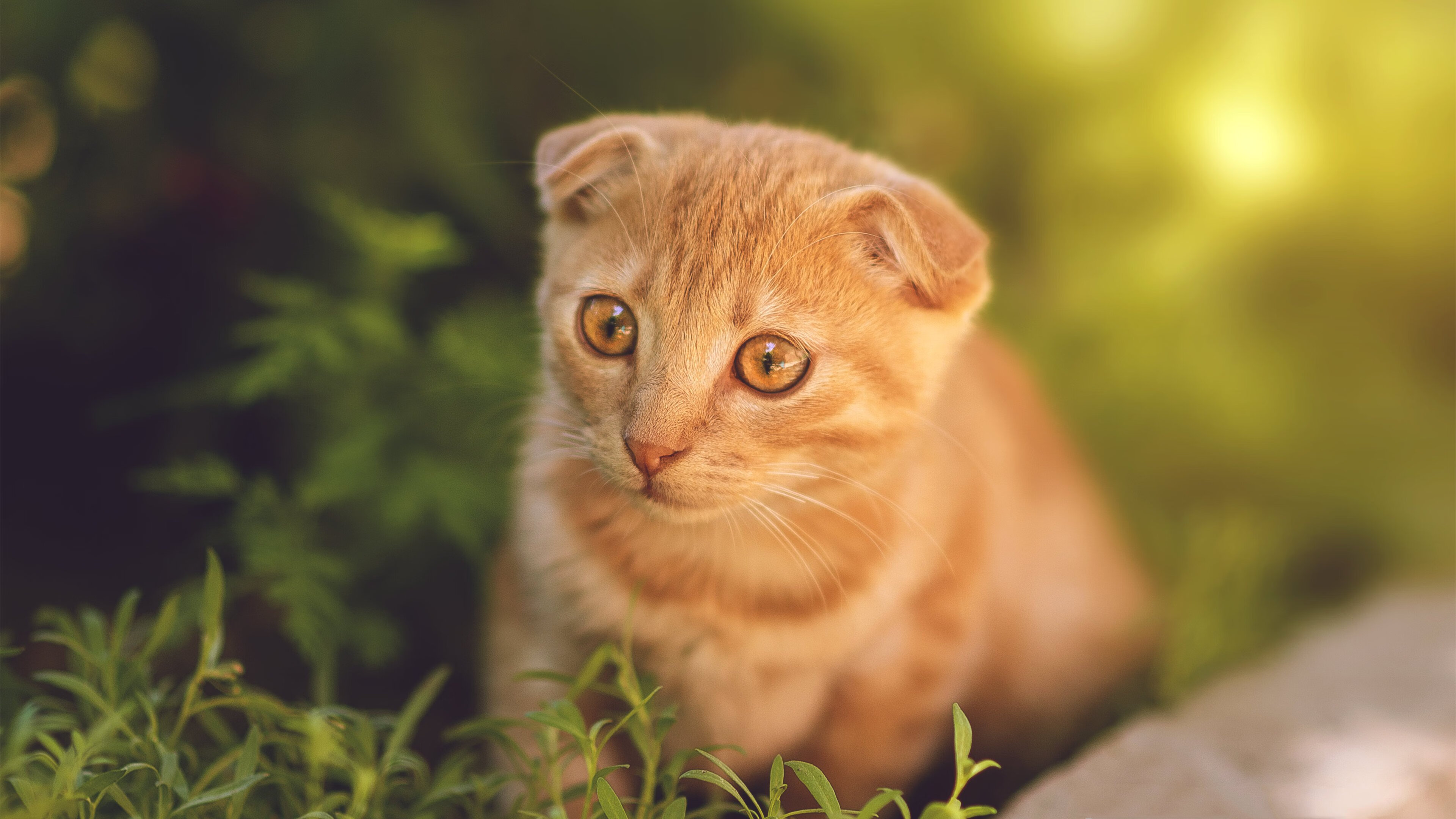 乐鱼vip-意甲冠军争夺白热化：国米誓要夺冠，国米意乙冠军