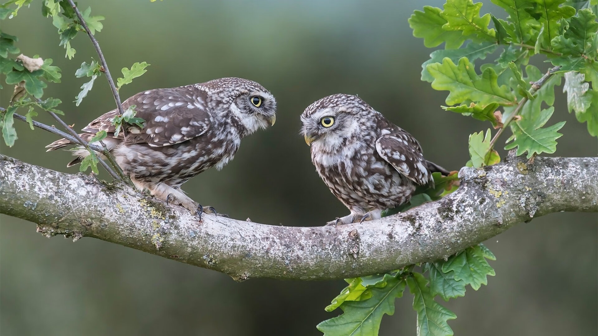 东亚杯中国青年队战平 球迷积极支持，东亚杯扩军