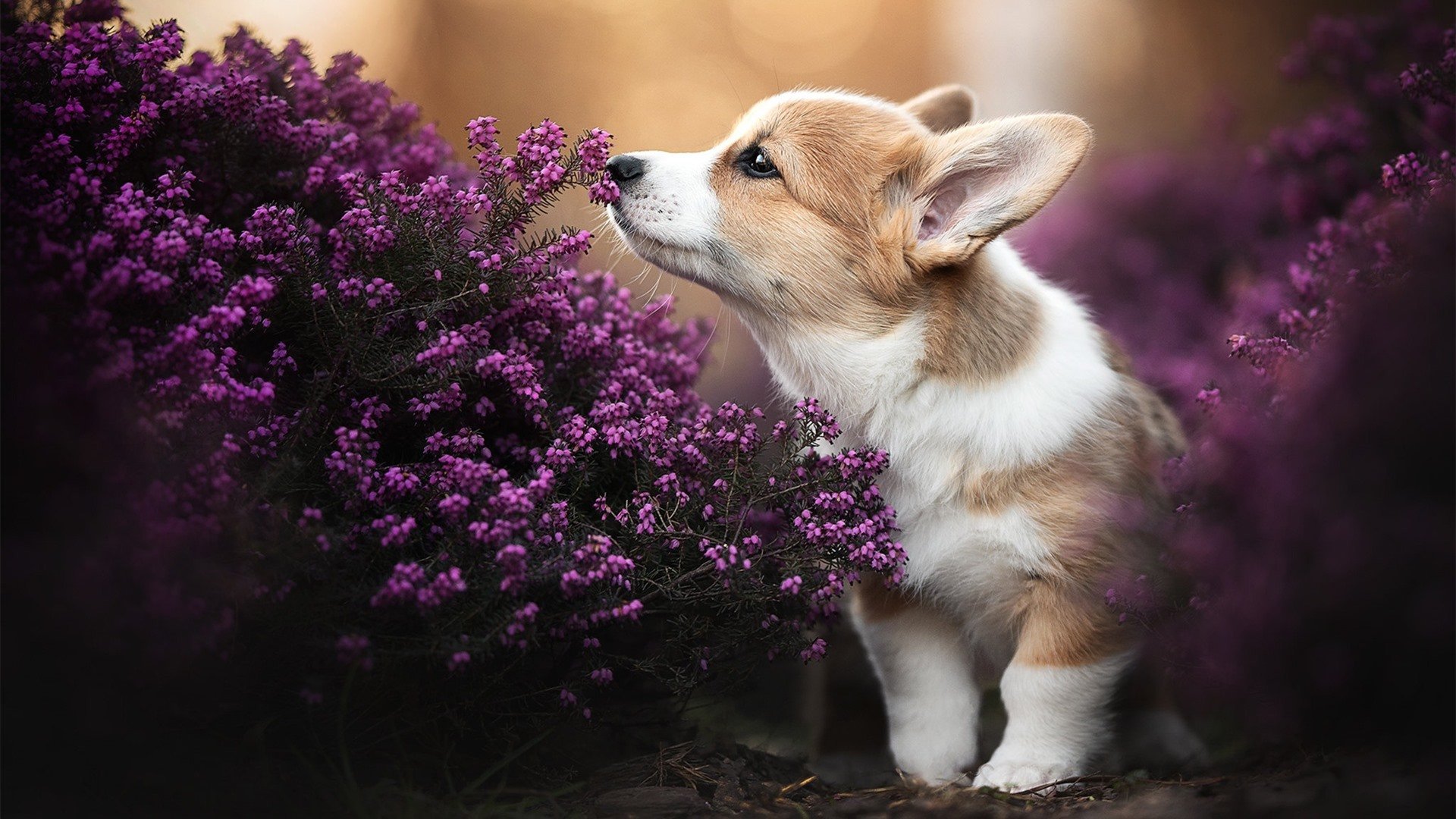 体育文化纪录片展播季覆盖全国多地校园,体育纪录片名字