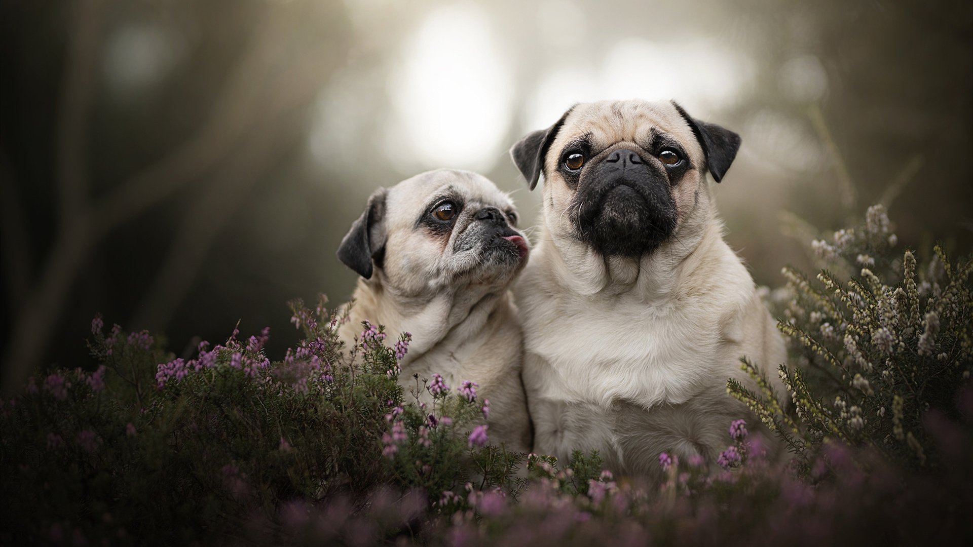 乐鱼vip-国家队训练周期压缩影响技战术沉淀，国家队的训练时间