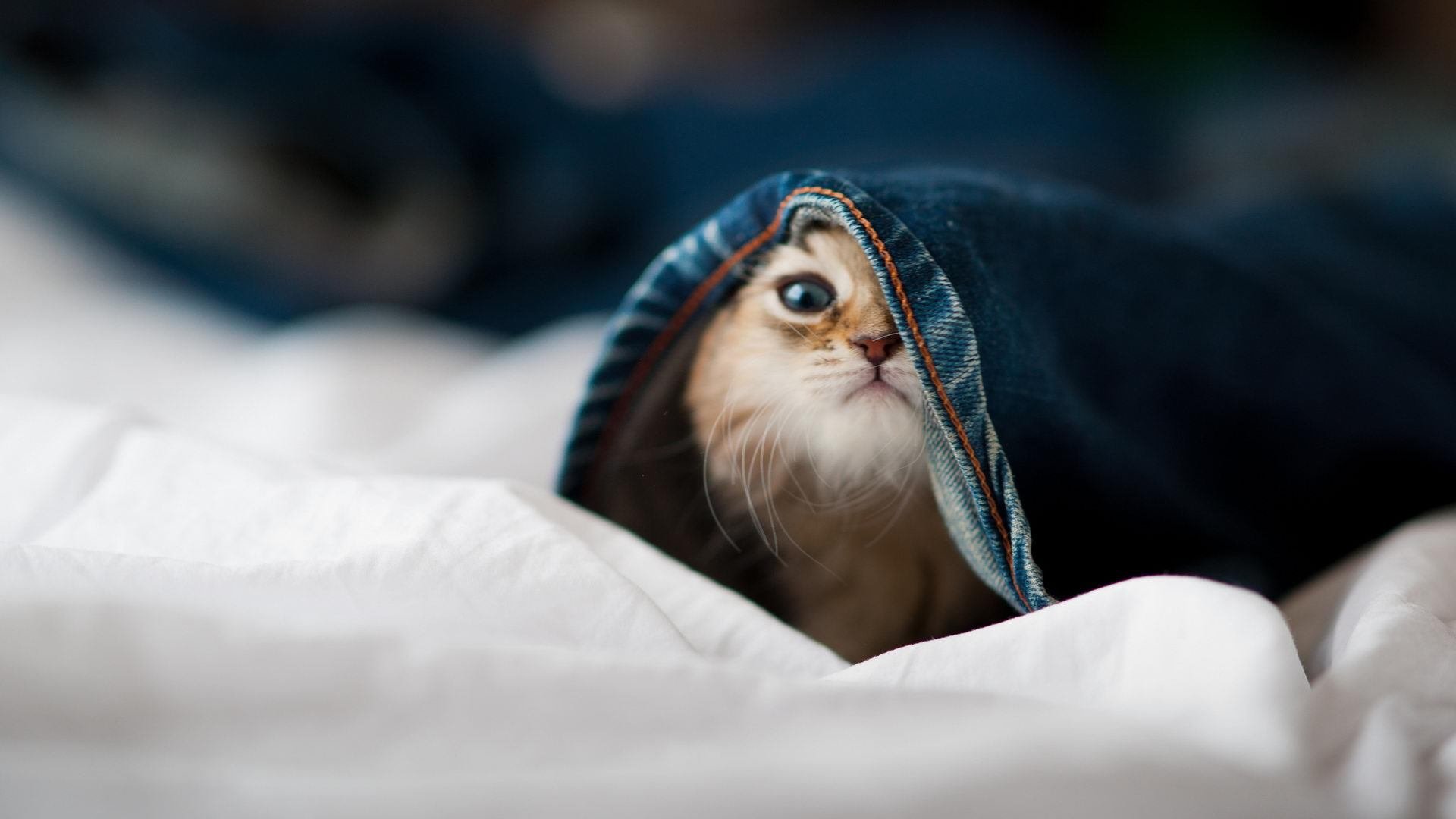 乐鱼体育登录-自由搏击青年组赛事开放报名人数激增，自由搏击青少年锦标赛