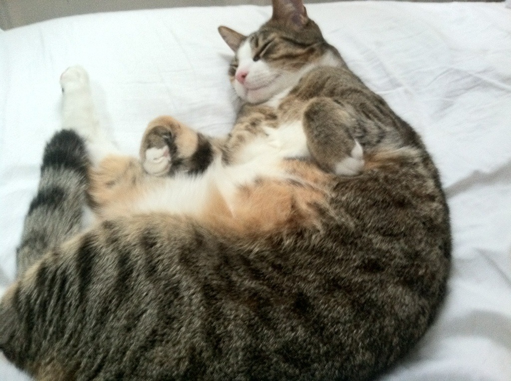 LEYU乐鱼体育官方网站-福特：出色的防守和灵活的突破，成为全黑队的关键战术元素，福特黑武士价格图片