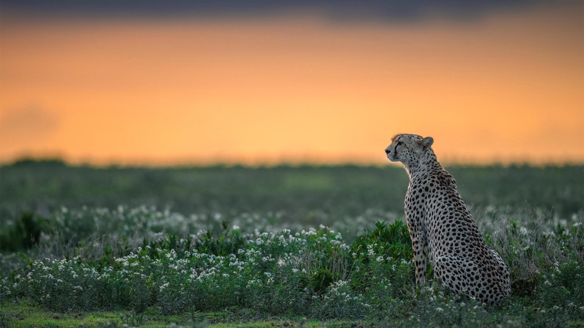 福特:出色的防守和灵活的突破,成为全黑队的关键战术元素,福特黑武士价格图片
